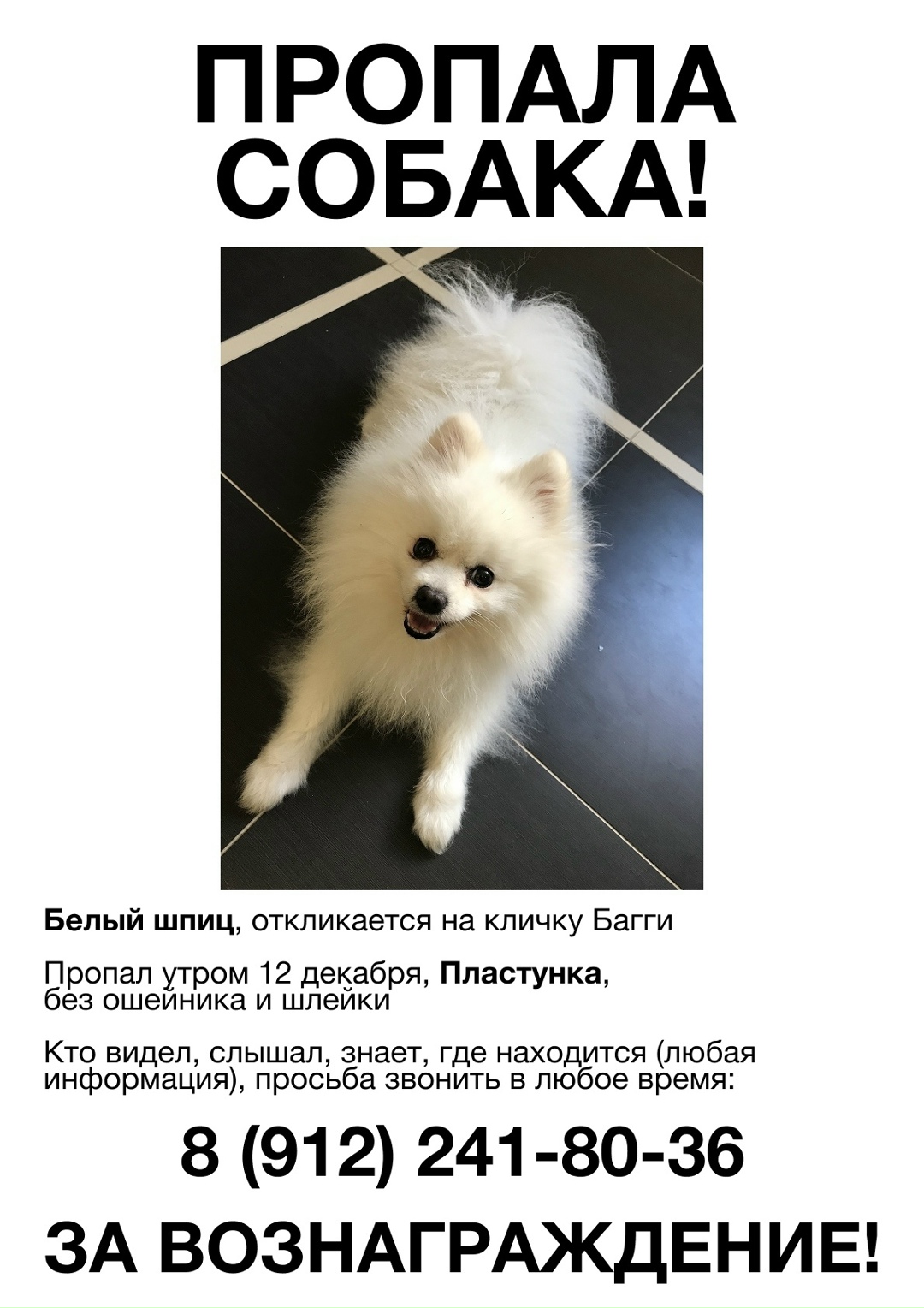Пропала собака в Сочи — фото объявления