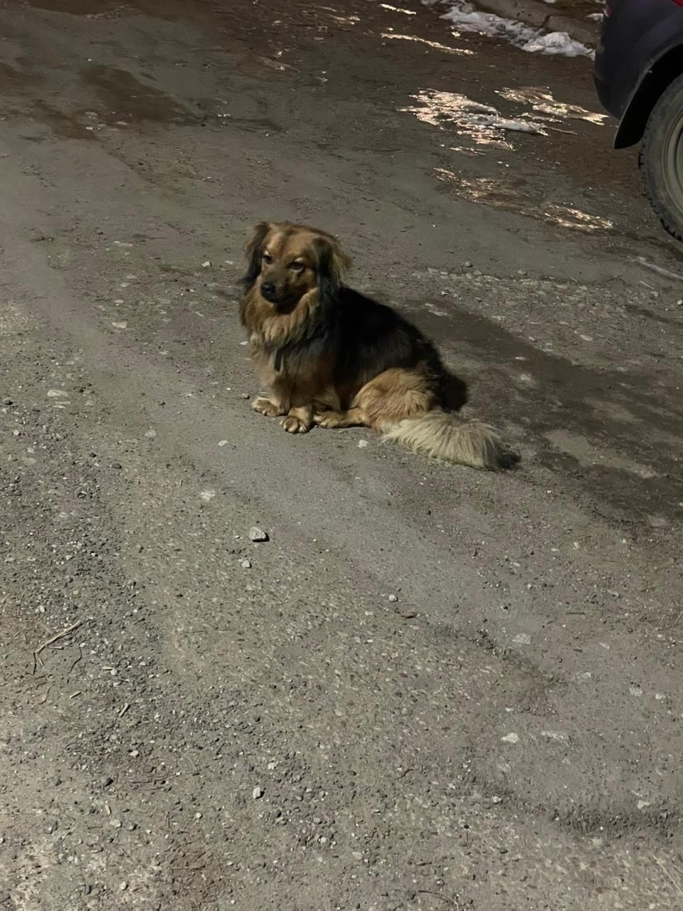 Найдена собака в Кирове — фото объявления