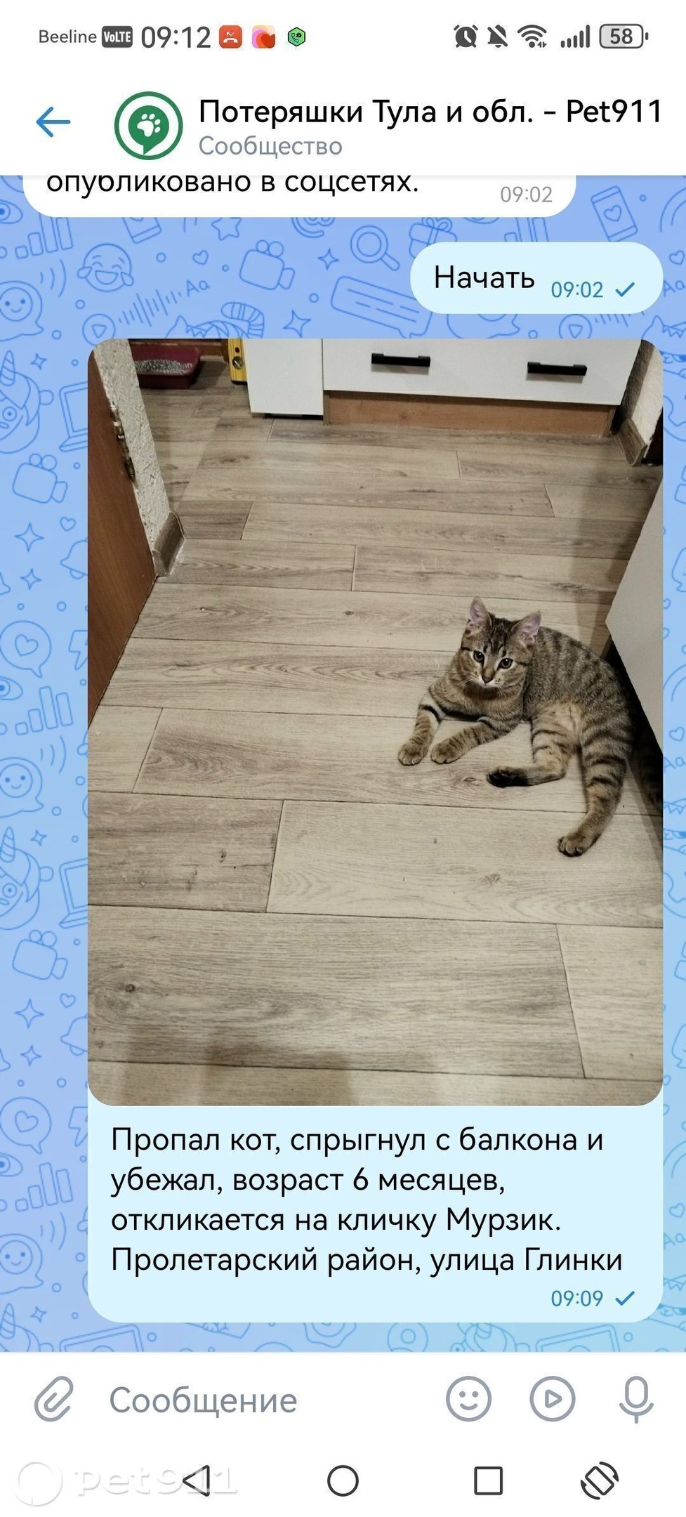 Пропала кошка в Туле — фото объявления