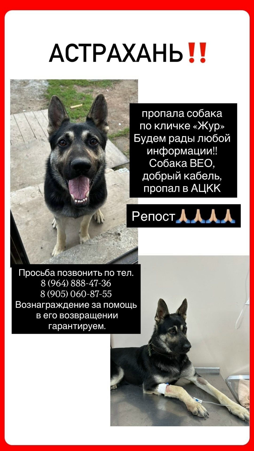 Пропала собака в Астрахани — фото объявления