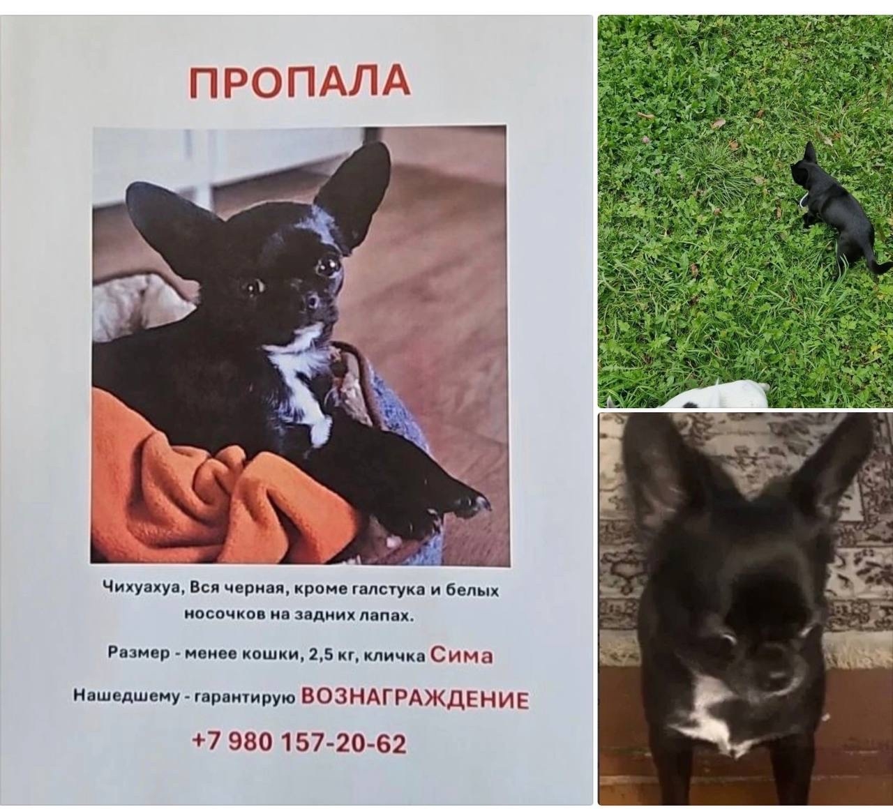 Пропала собака в Одинцове — фото объявления