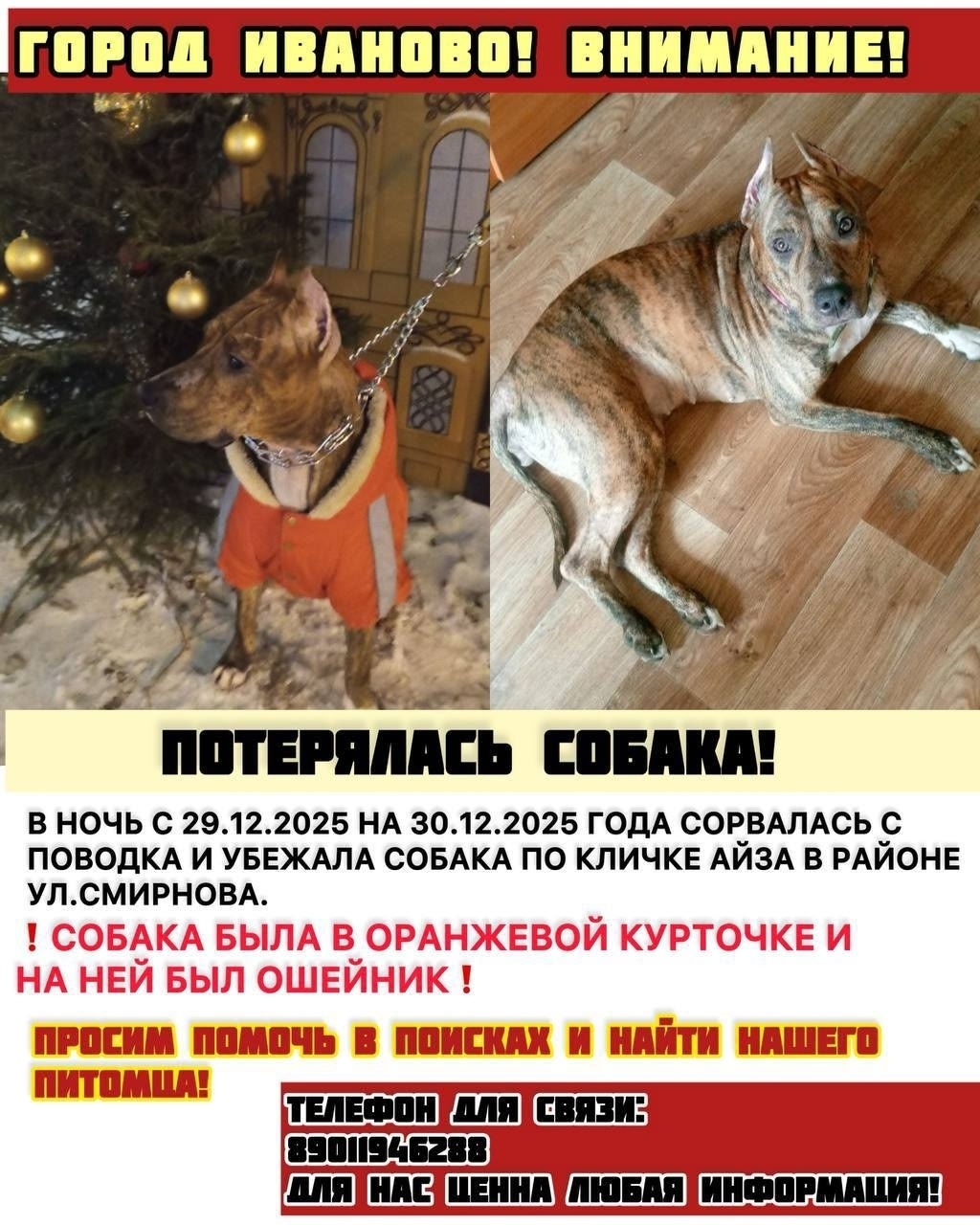 Пропала собака в Иванове — фото объявления