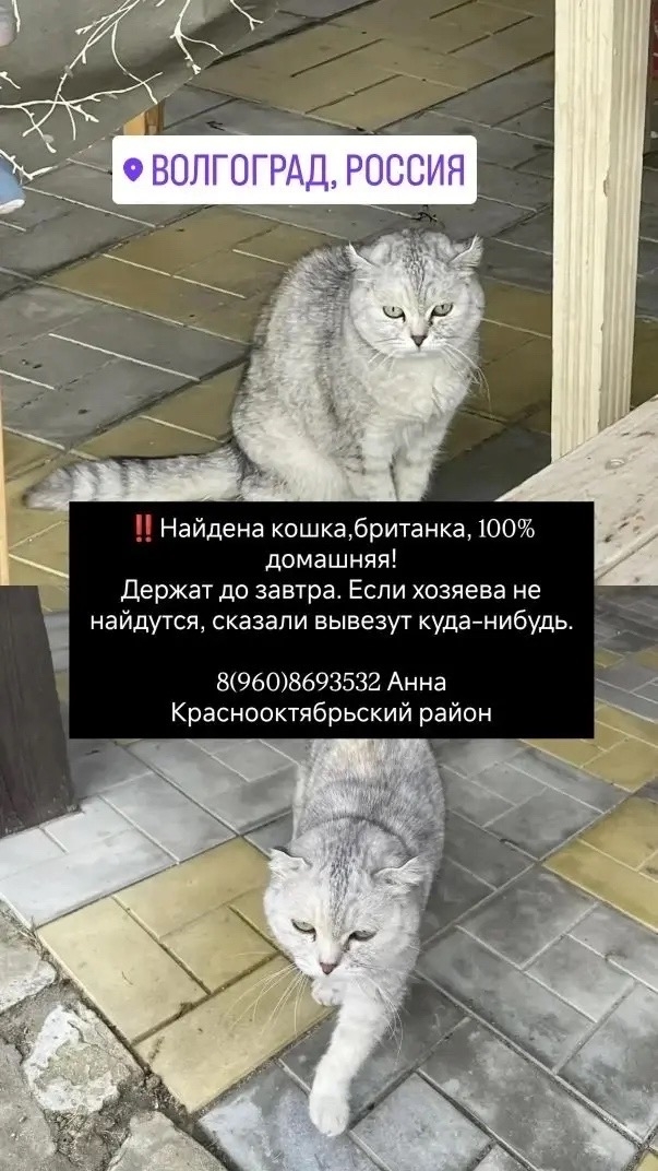 Найдена кошка в Волжском — фото объявления