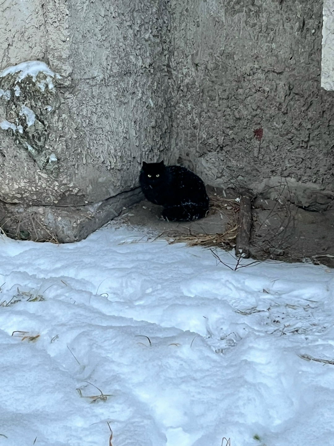Найдена кошка в Владимире — фото объявления