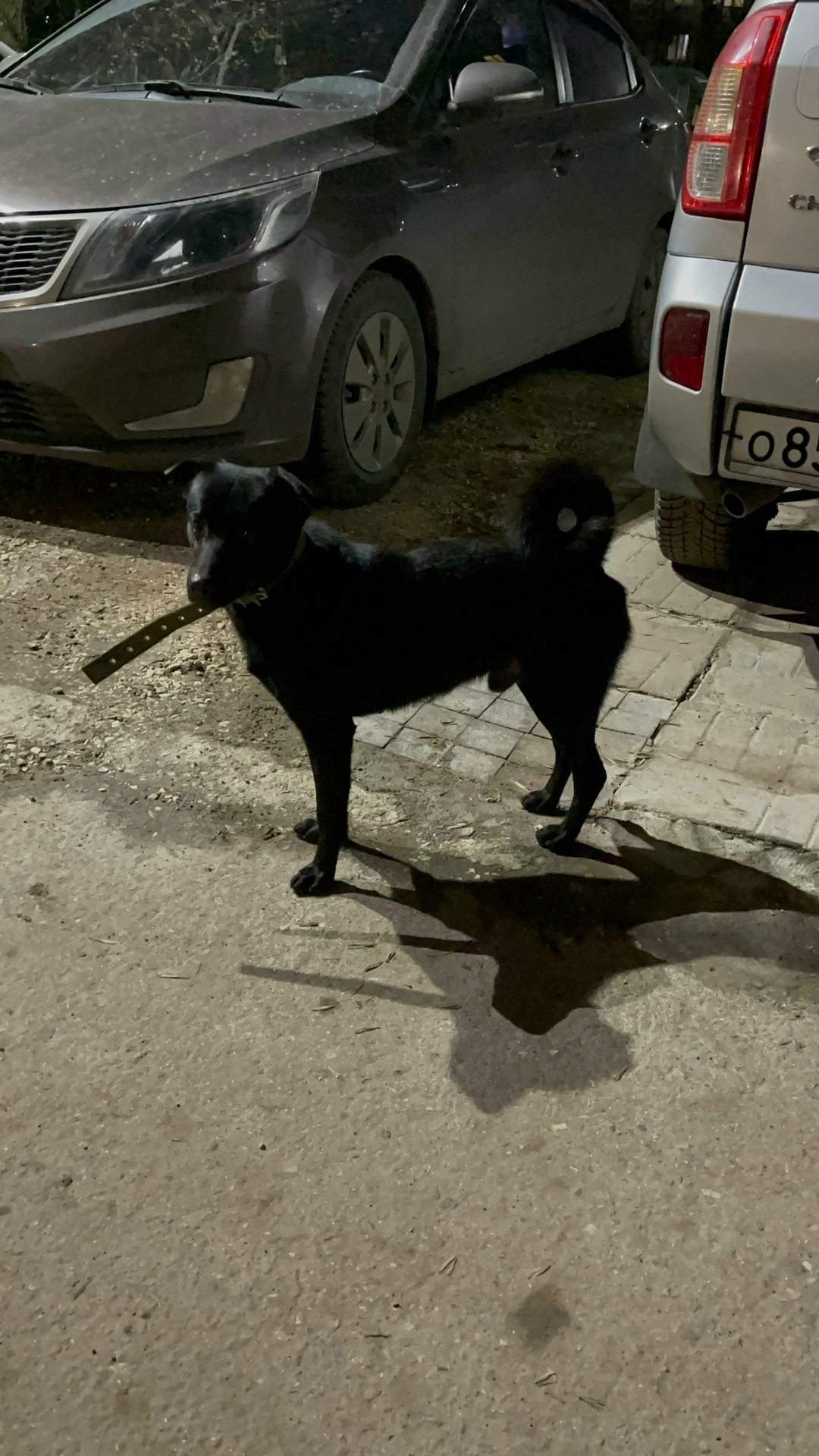 Найдена собака в Владимире — фото объявления
