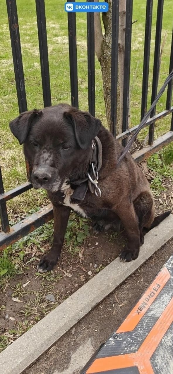 Пропала собака в Подольске — фото объявления