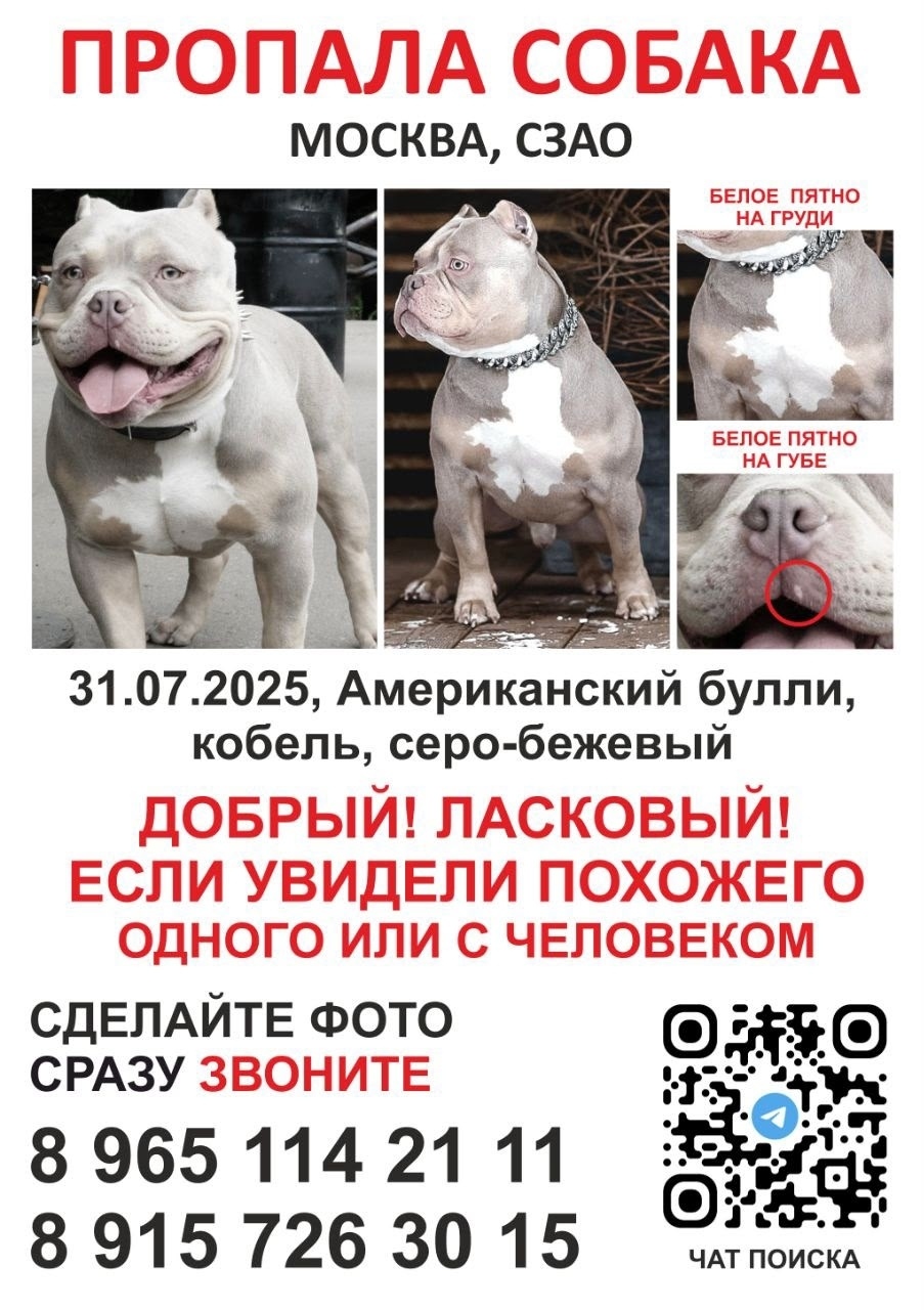 Пропала собака в Подольске — фото объявления