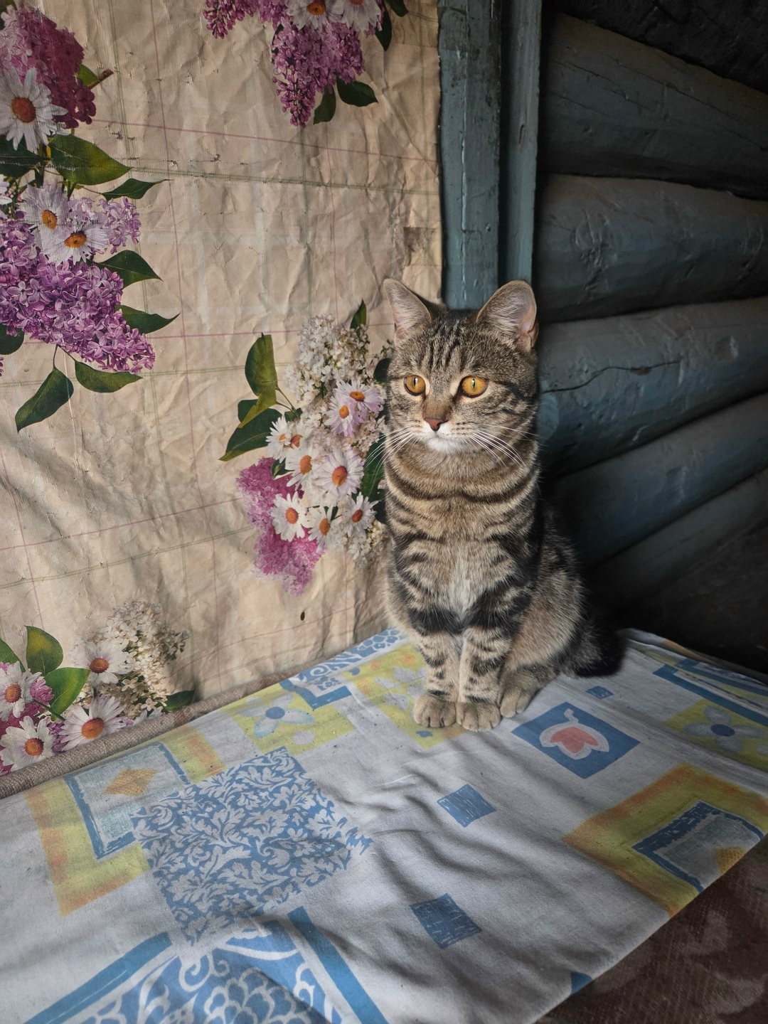 Пропала кошка в Чите — фото объявления