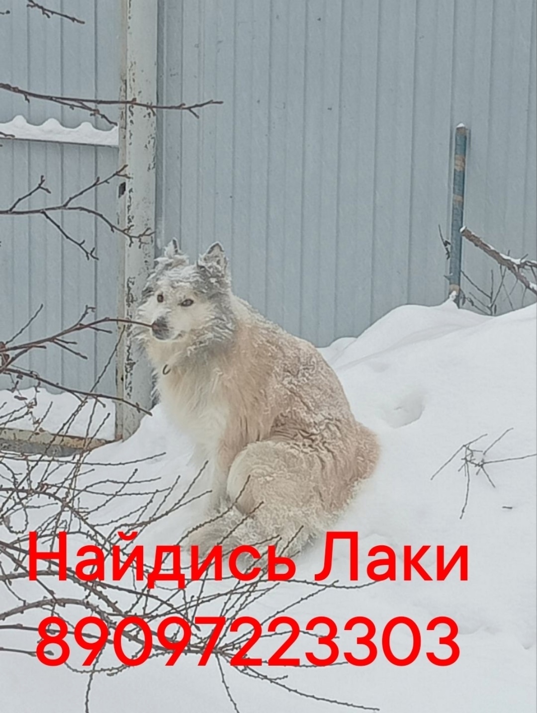 Пропала собака в Кургане — фото объявления
