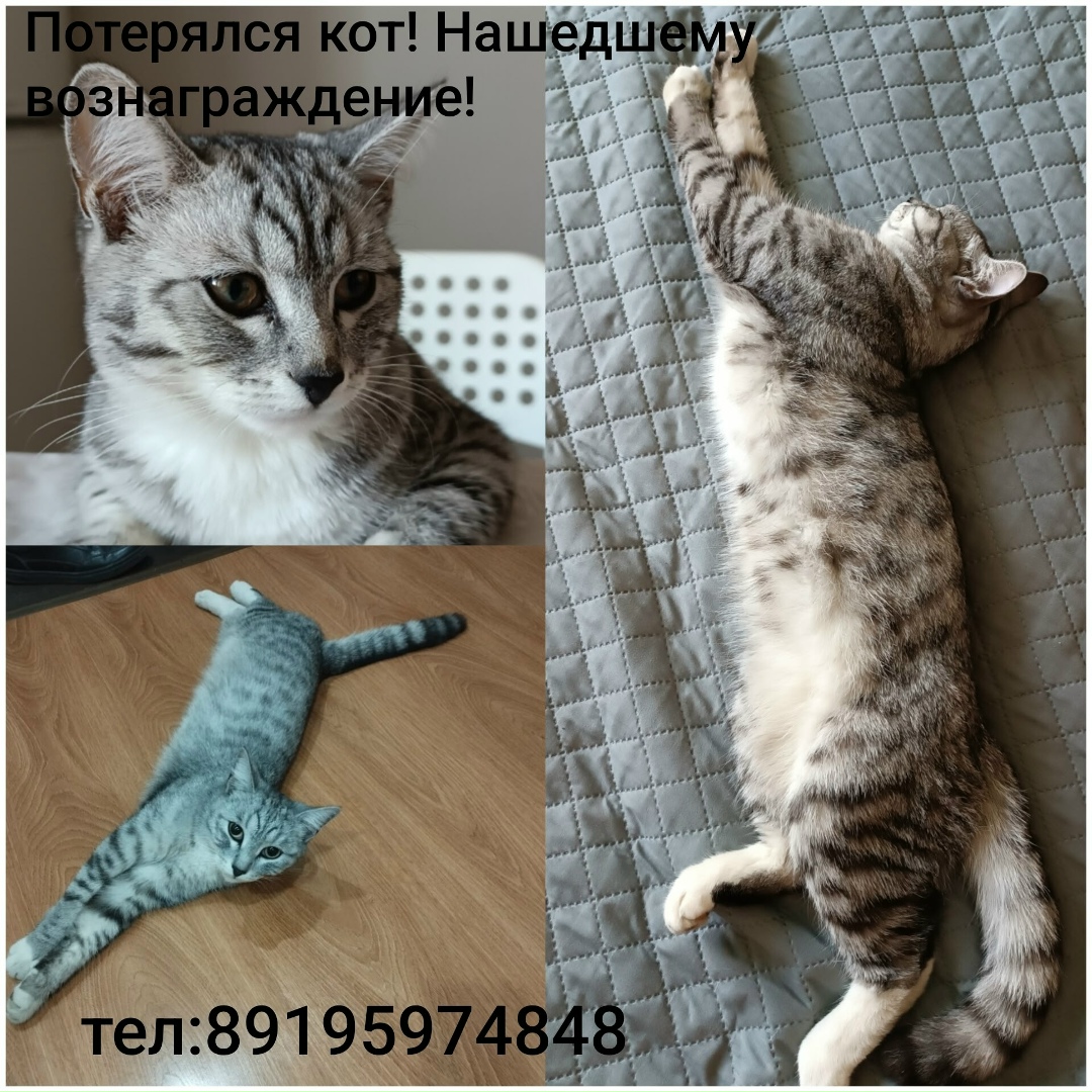 Пропала кошка в Кургане — фото объявления