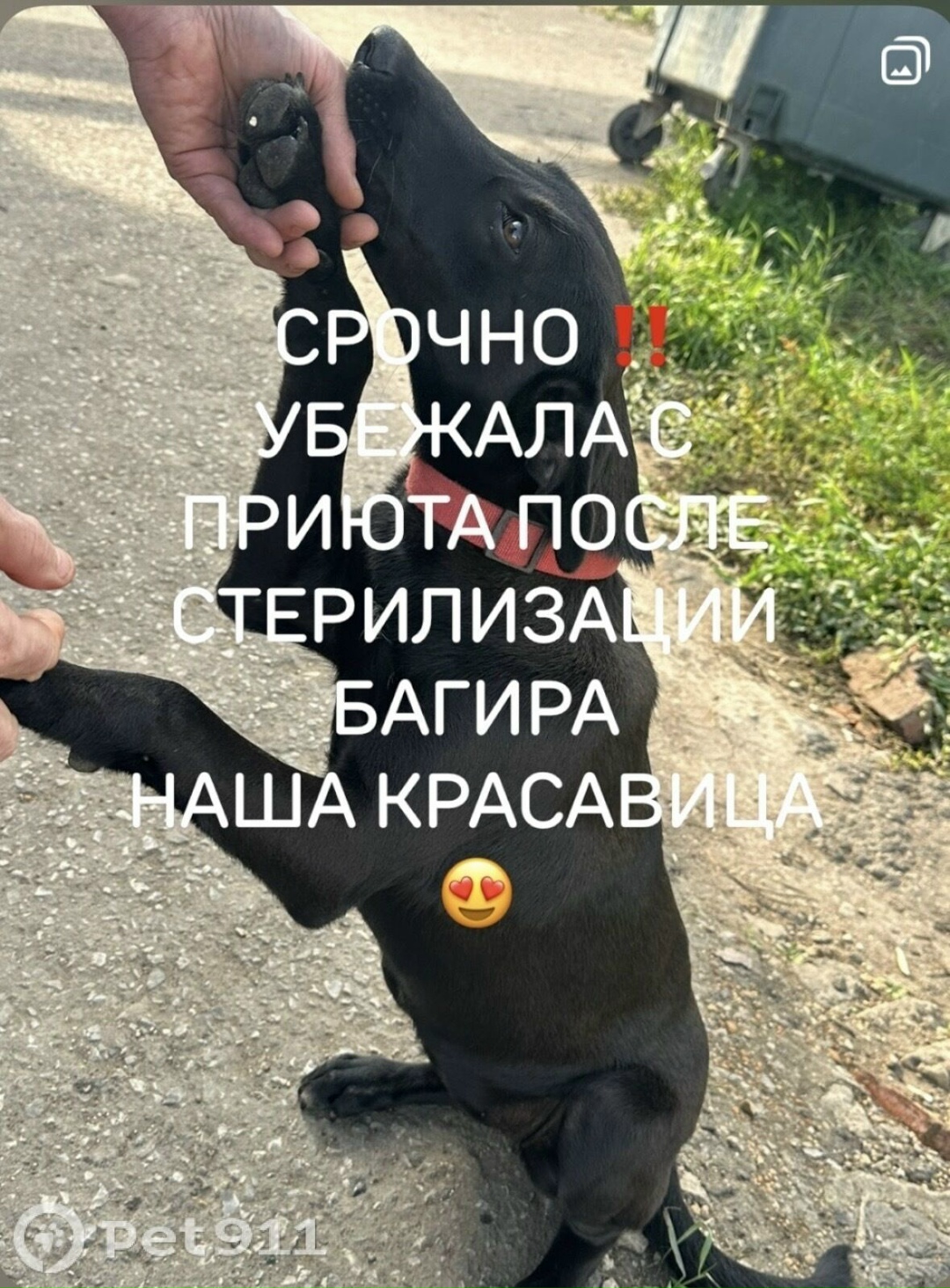 Пропала собака в Саранске — фото объявления