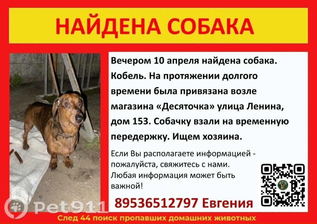 Найдена собака в Костроме — фото объявления