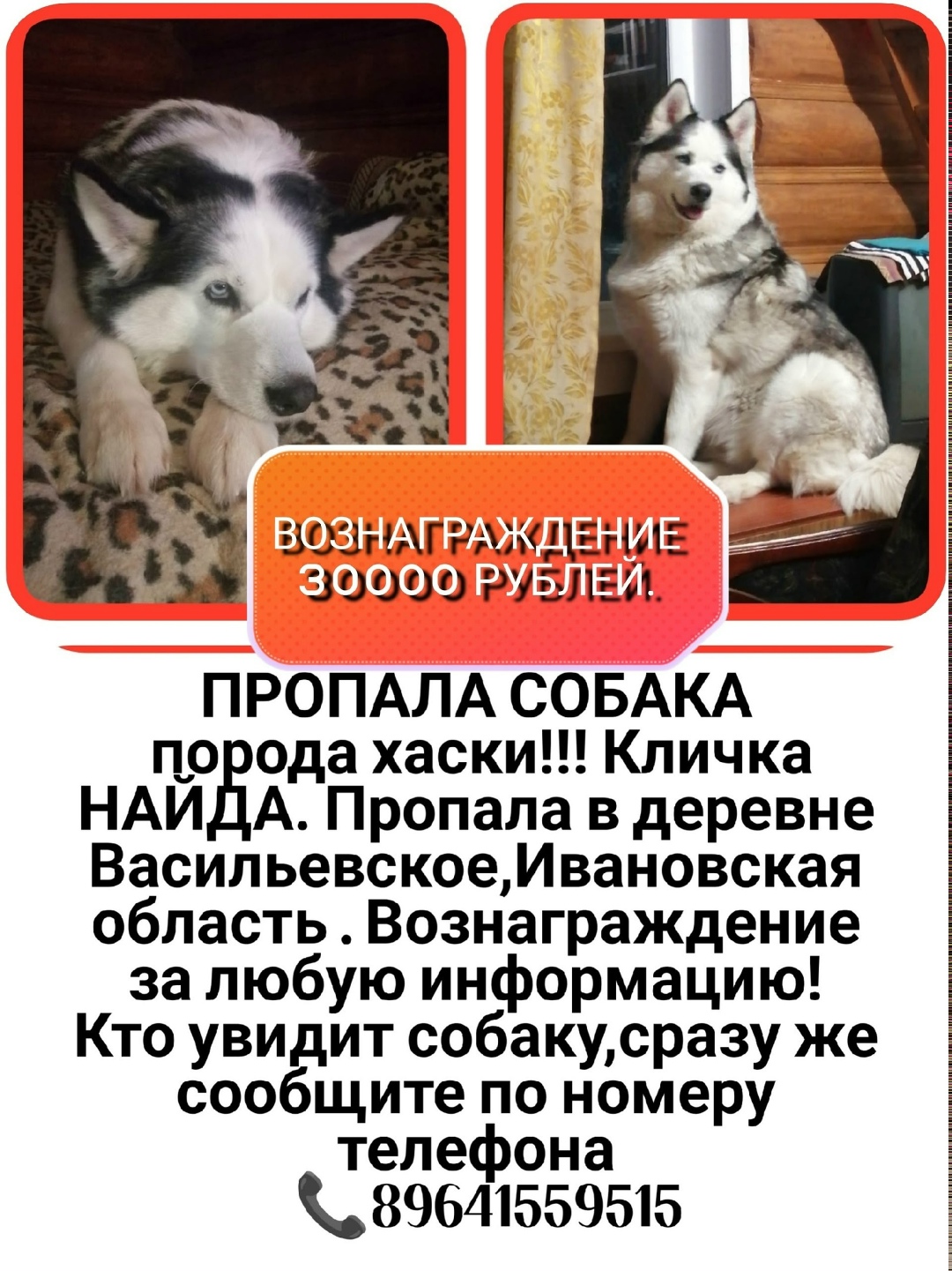 Пропала собака в Костроме — фото объявления
