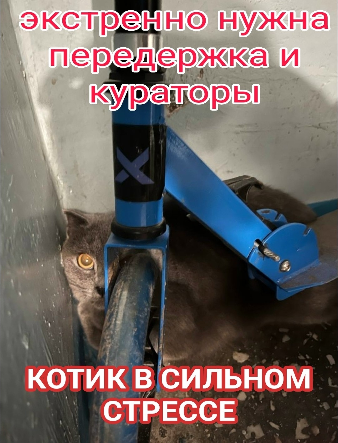 Найдена кошка в Мурманске — фото объявления