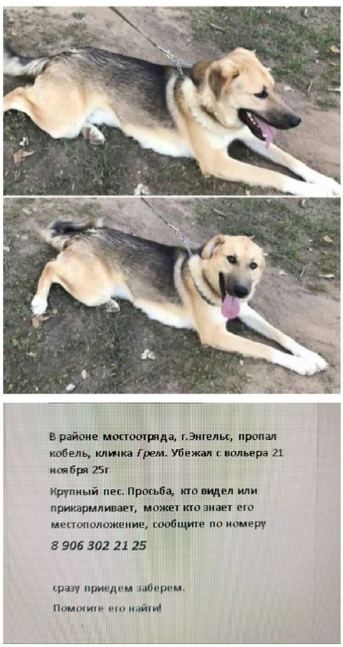 Пропала собака в Энгельсе — фото объявления