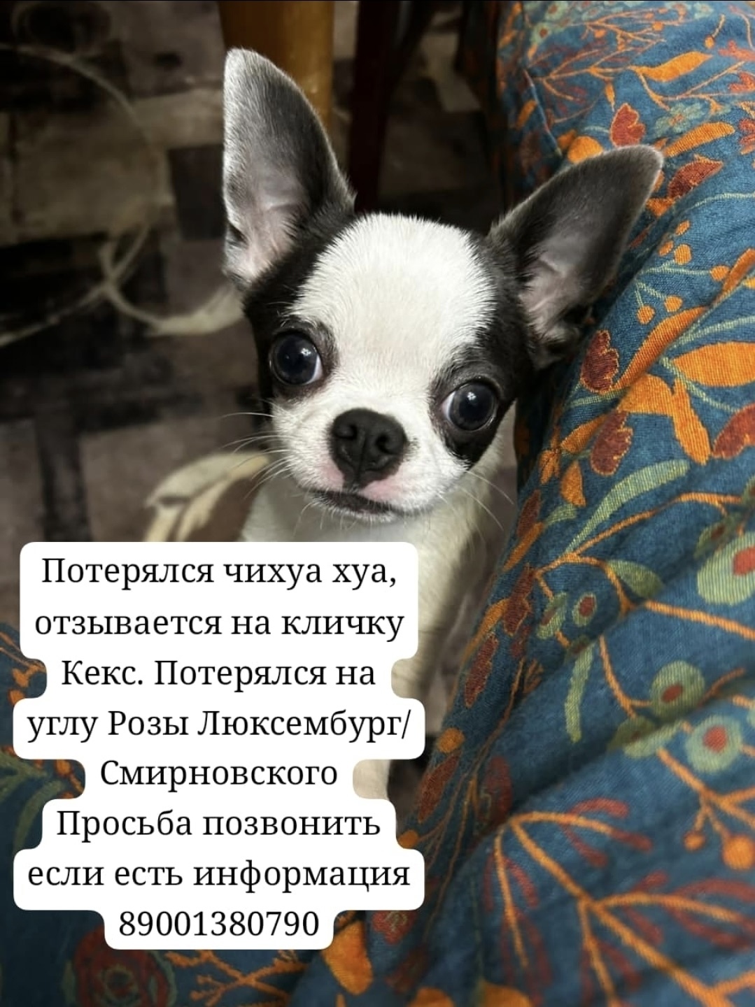 Пропала собака в Таганроге — фото объявления