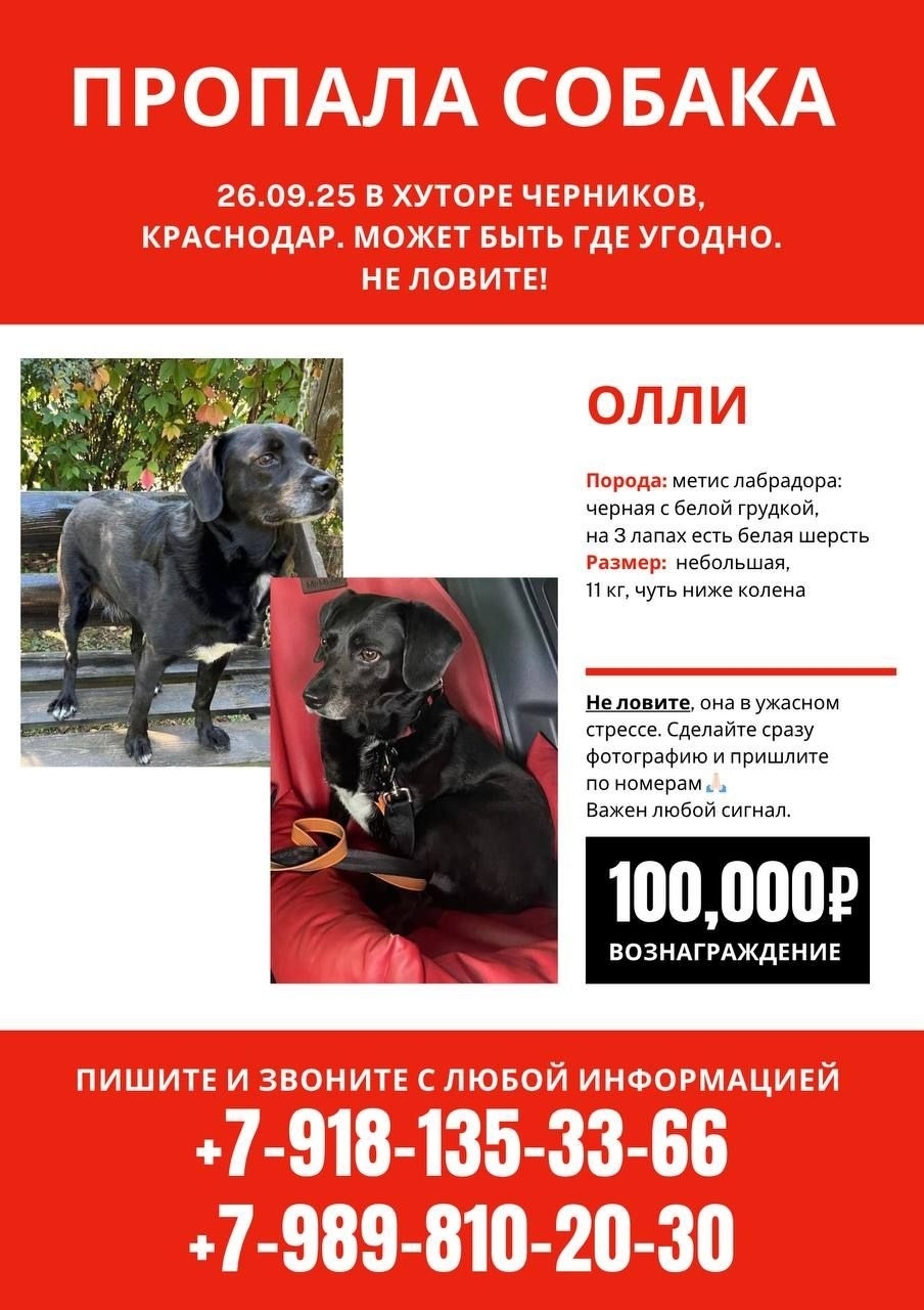 Пропала собака в Таганроге — фото объявления