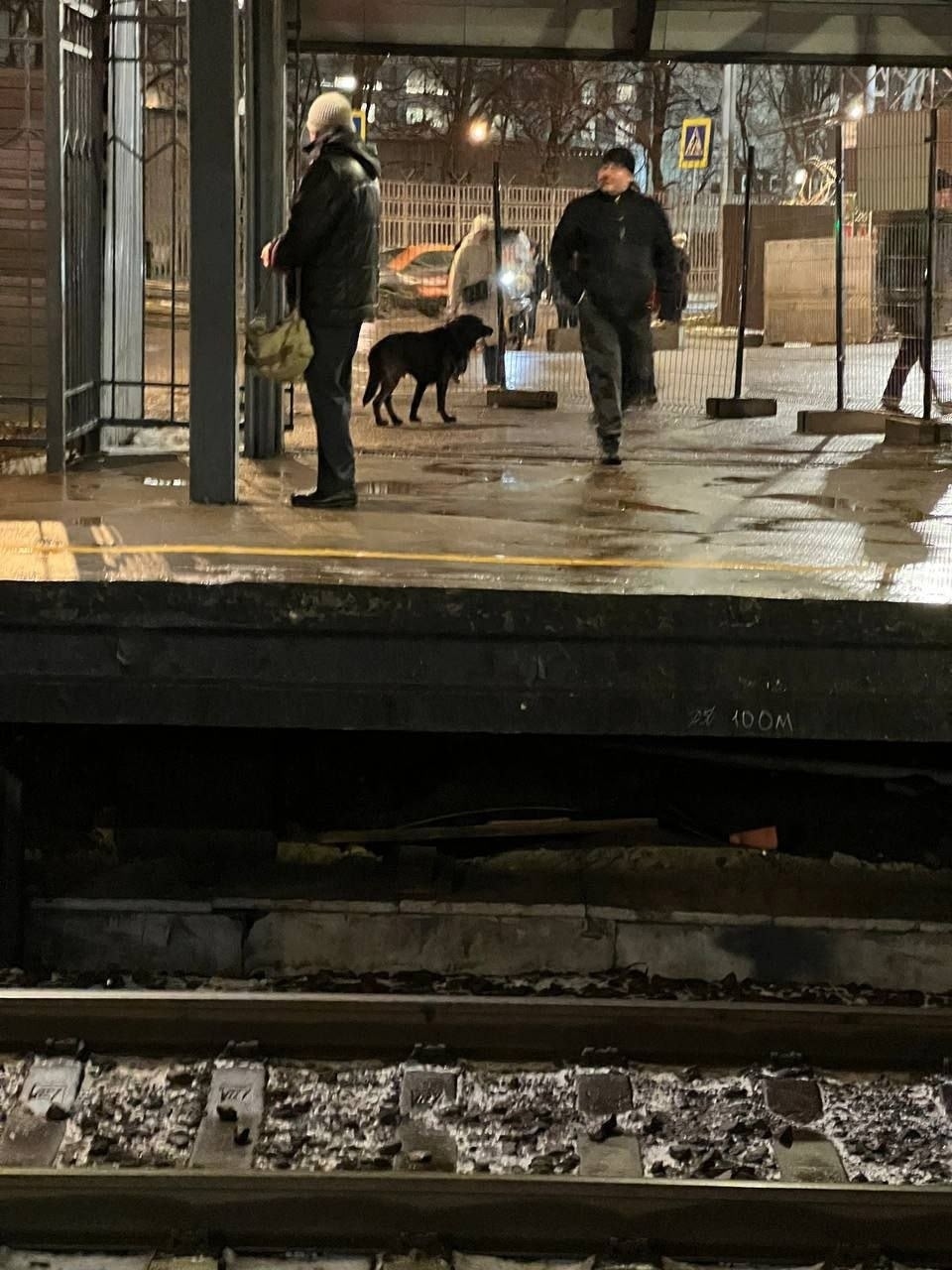 Пропала собака в Раменском — фото объявления