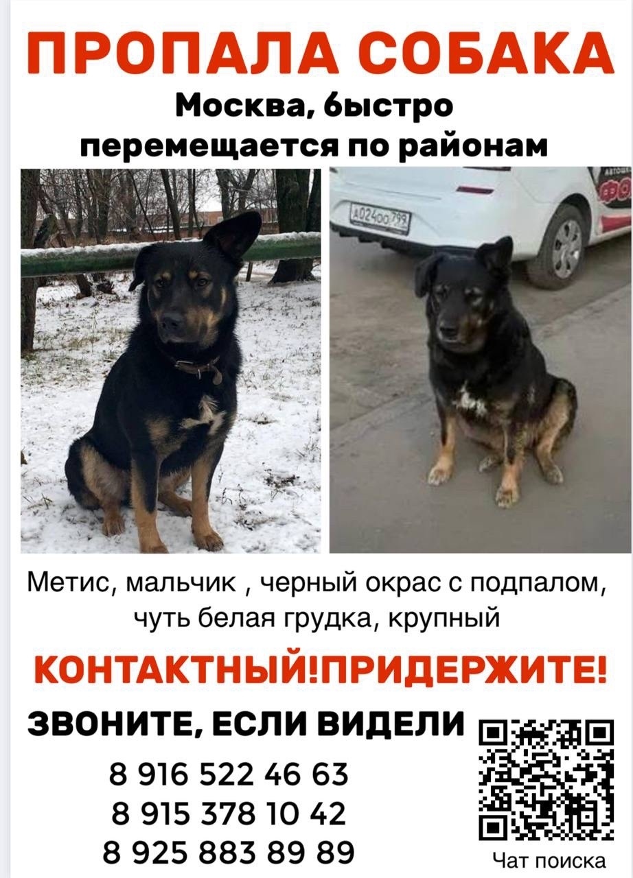 Пропала собака в Долгопрудном — фото объявления