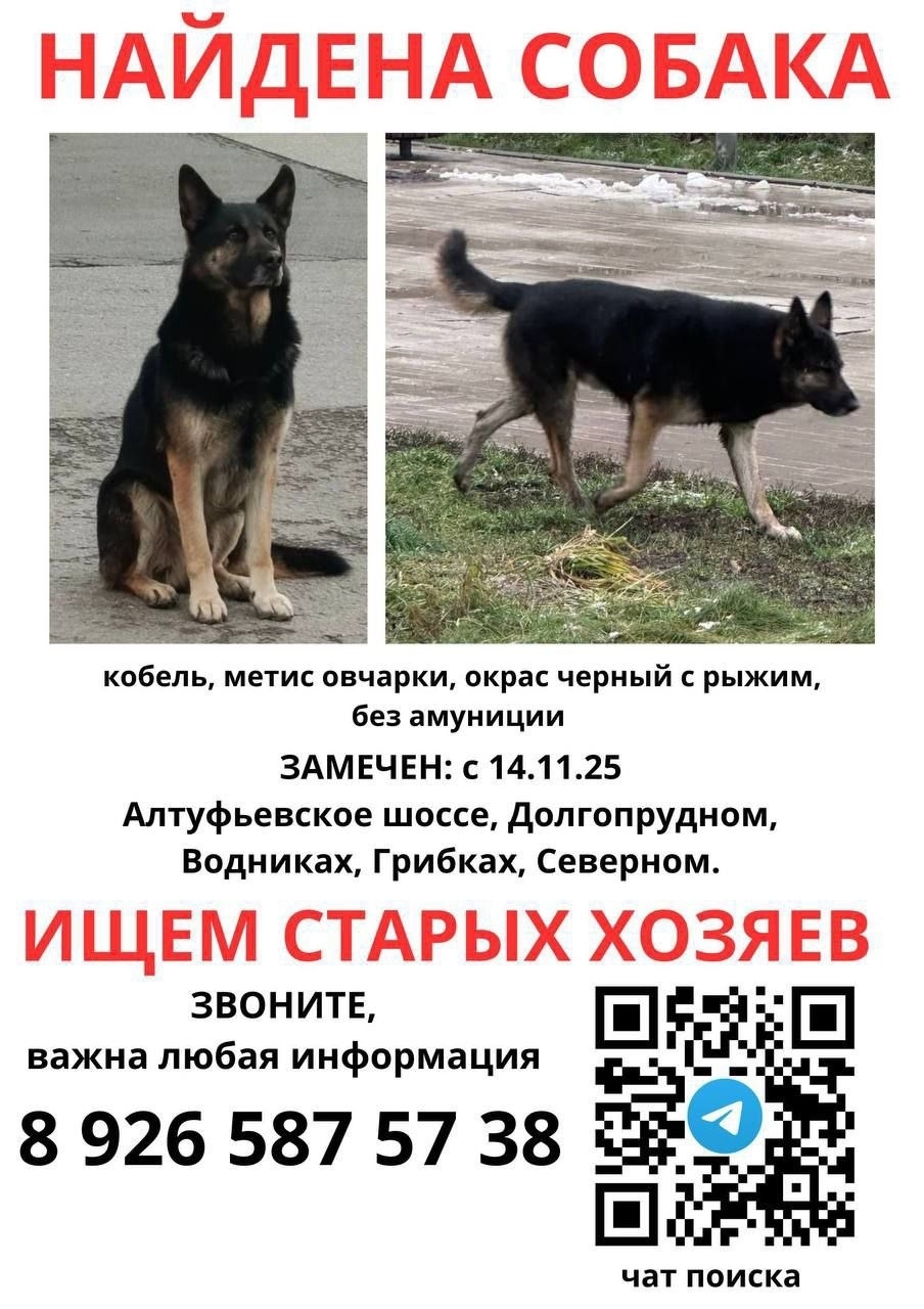 Найдена собака в Долгопрудном — фото объявления