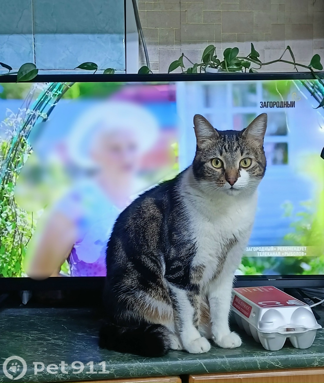 Пропала кошка в Реутове — фото объявления