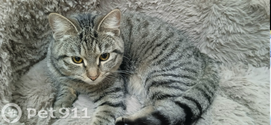 Найдена кошка в Реутове — фото объявления
