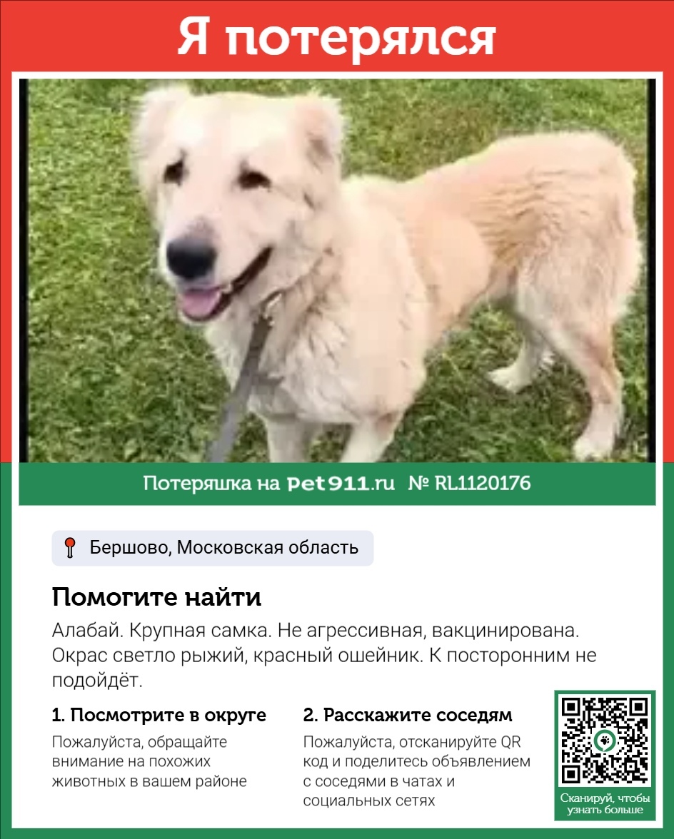 Пропала собака в Реутове — фото объявления