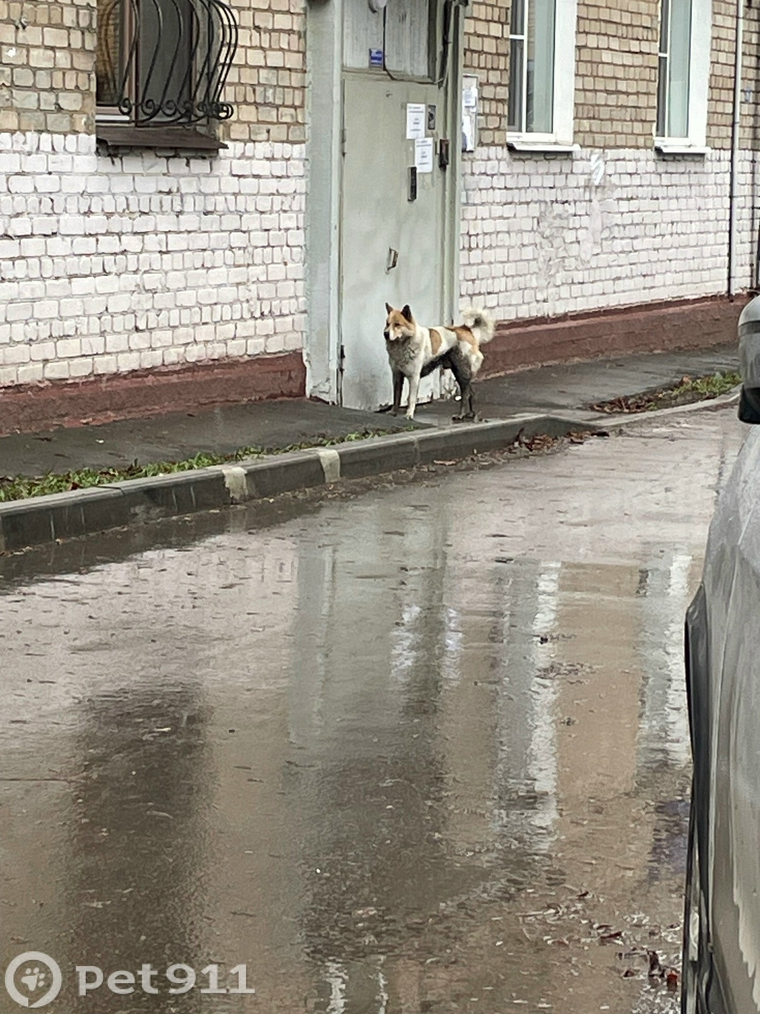 Найдена собака в Реутове — фото объявления