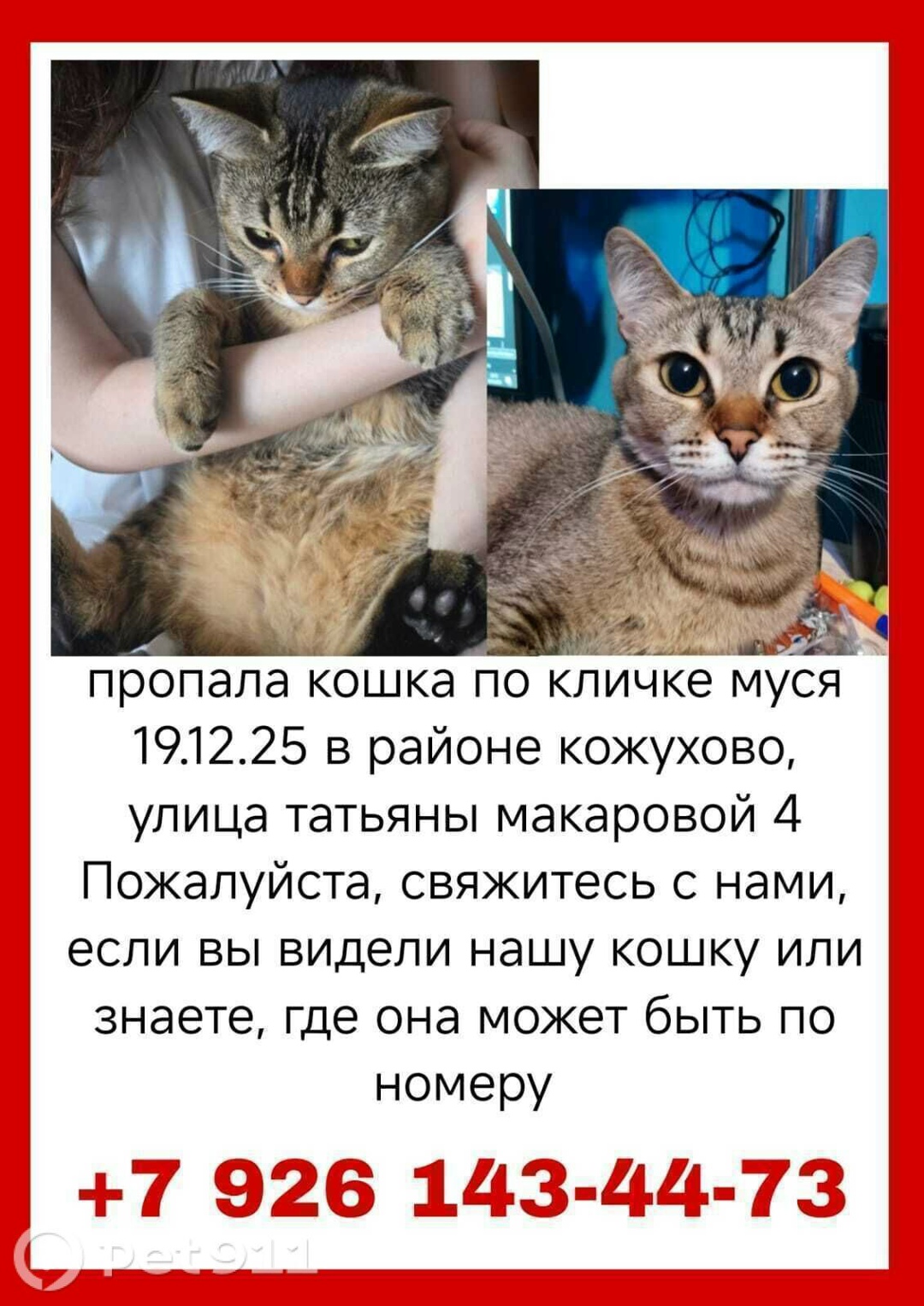 Пропала кошка в Реутове — фото объявления