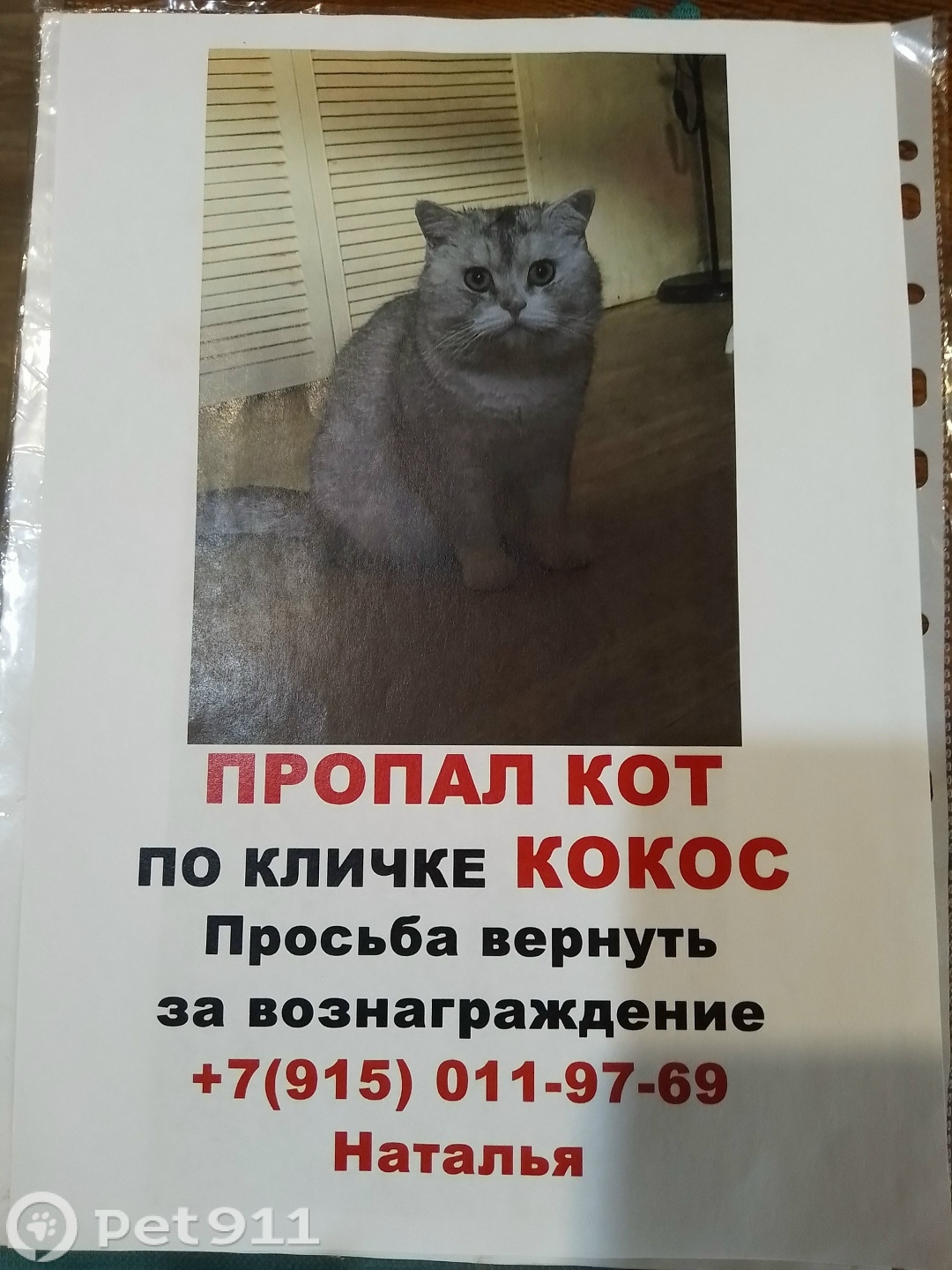 Пропала кошка в Реутове — фото объявления
