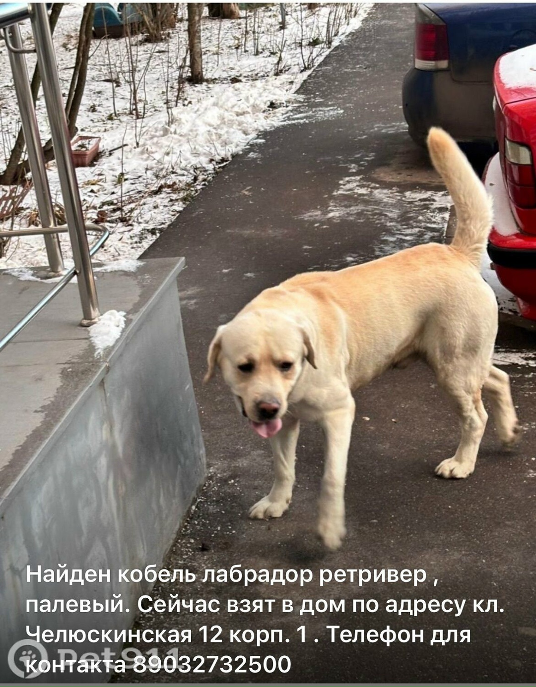 Найдена собака в Реутове — фото объявления