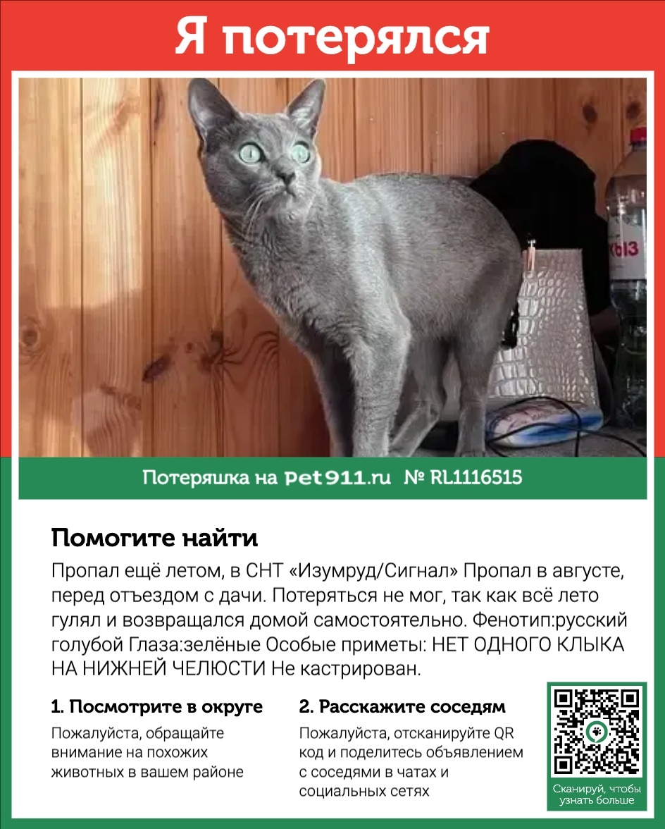 Пропала кошка в Реутове — фото объявления