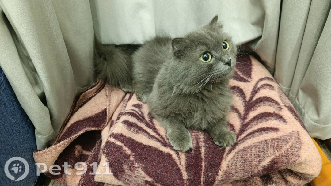 Найдена кошка в Реутове — фото объявления