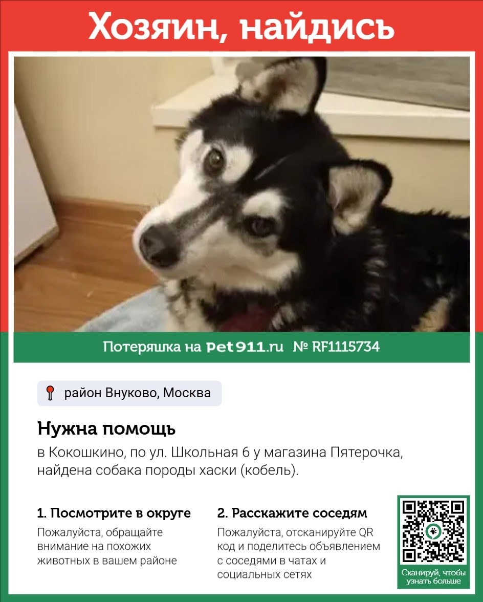 Найдена собака в Реутове — фото объявления
