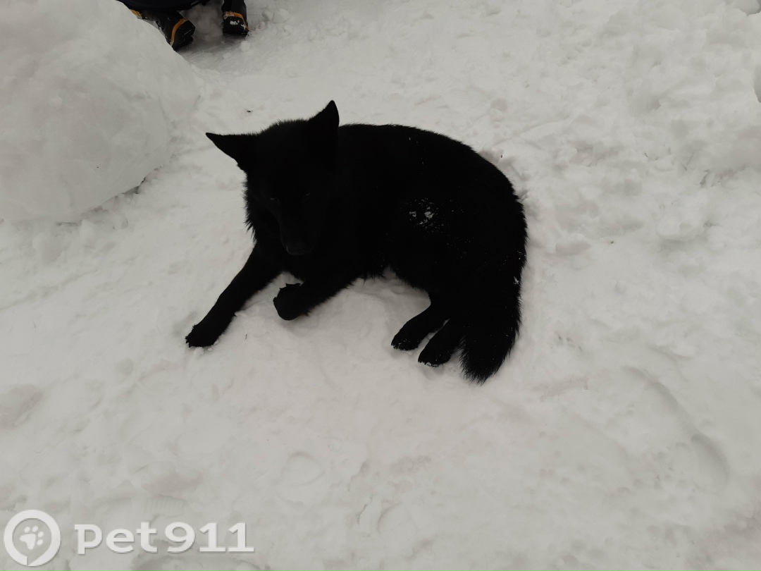 Пропала собака в Реутове — фото объявления