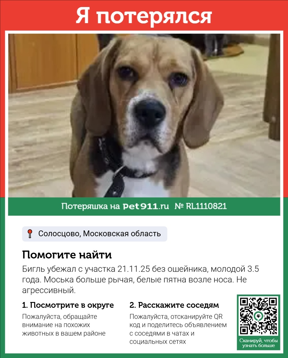 Пропала собака в Реутове — фото объявления