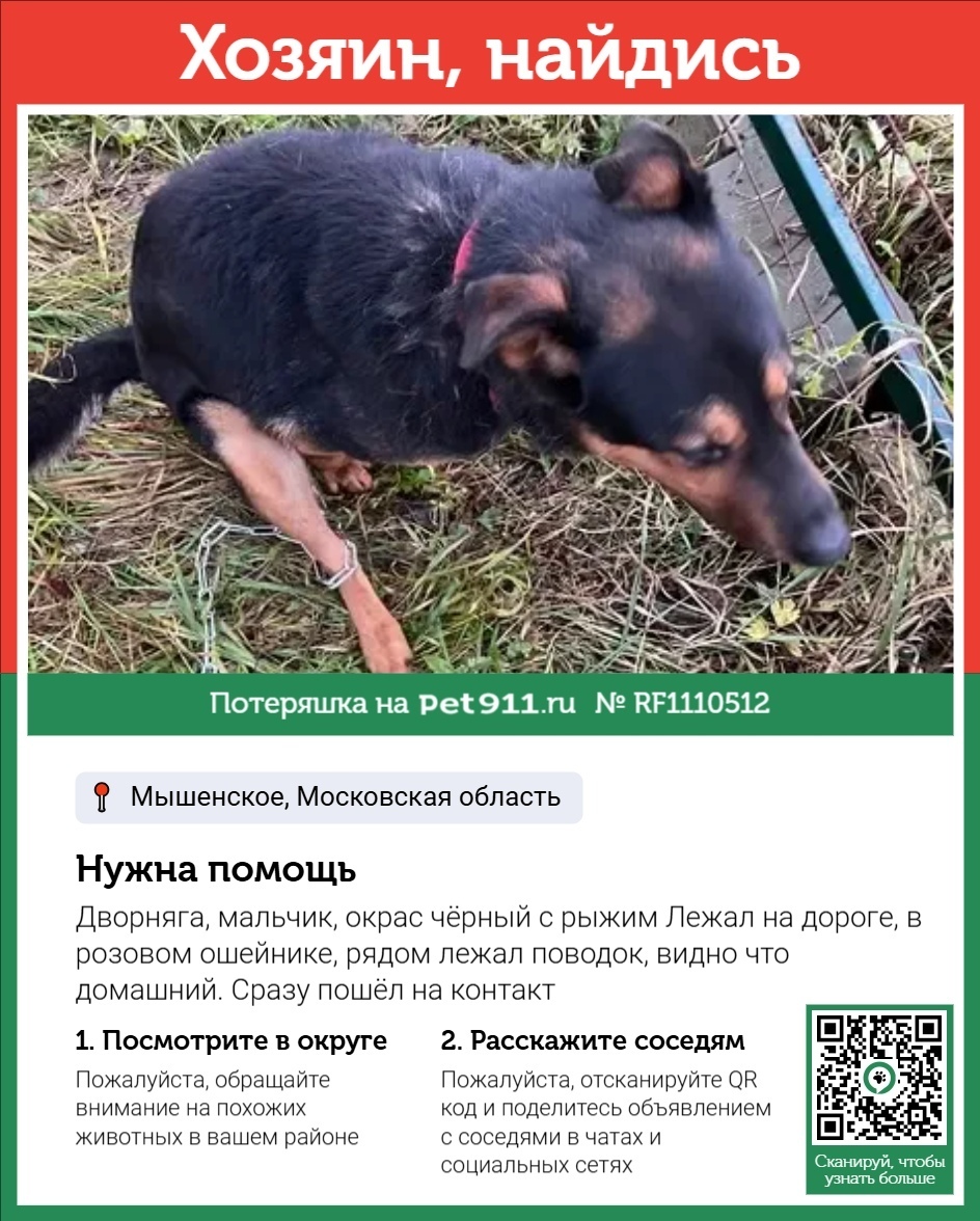 Найдена собака в Реутове — фото объявления