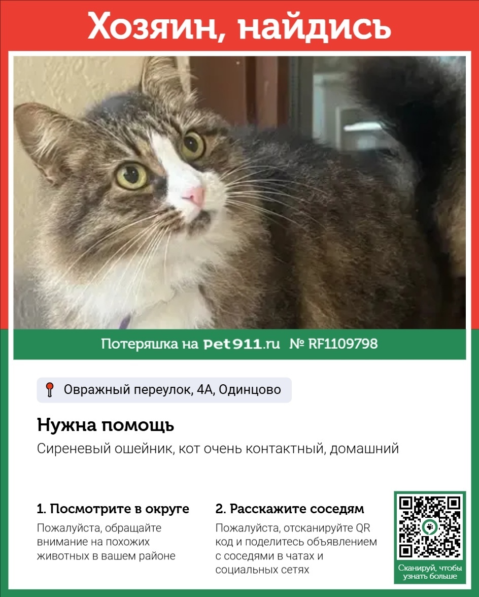 Найдена кошка в Реутове — фото объявления