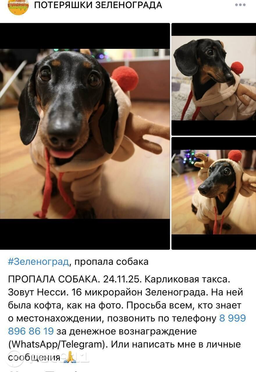 Пропала собака в Реутове — фото объявления
