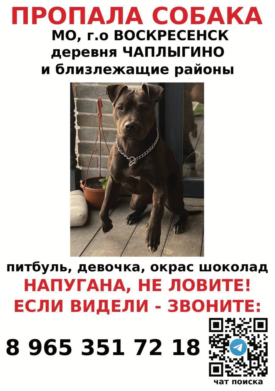 Пропала собака в Жуковском — фото объявления