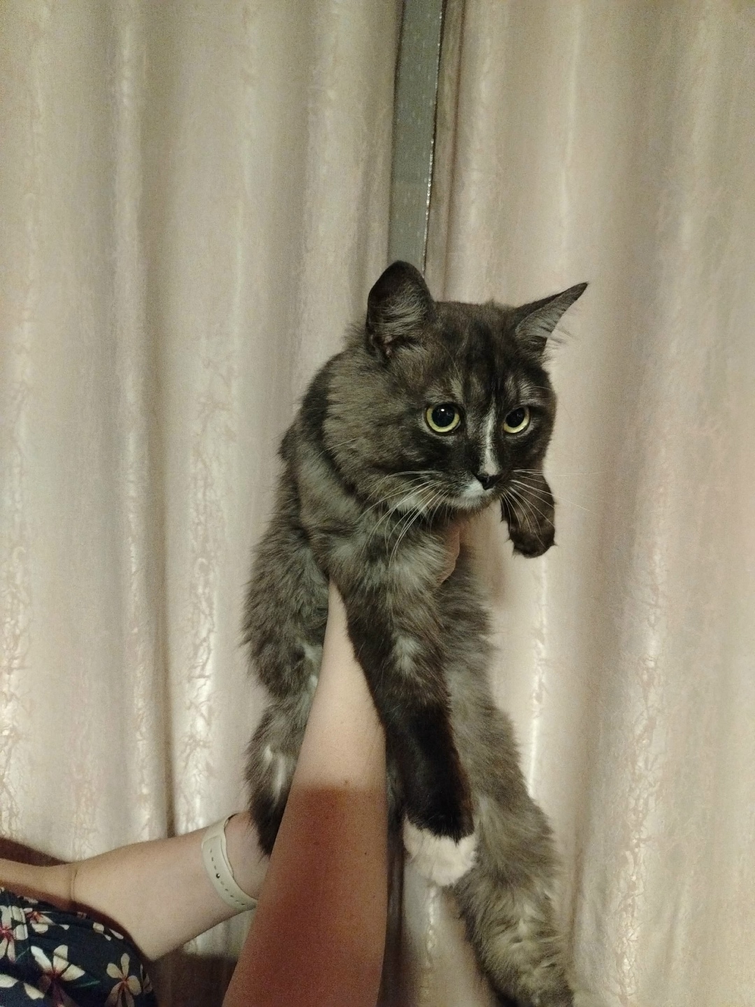 Найдена собака в Ногинске — фото объявления