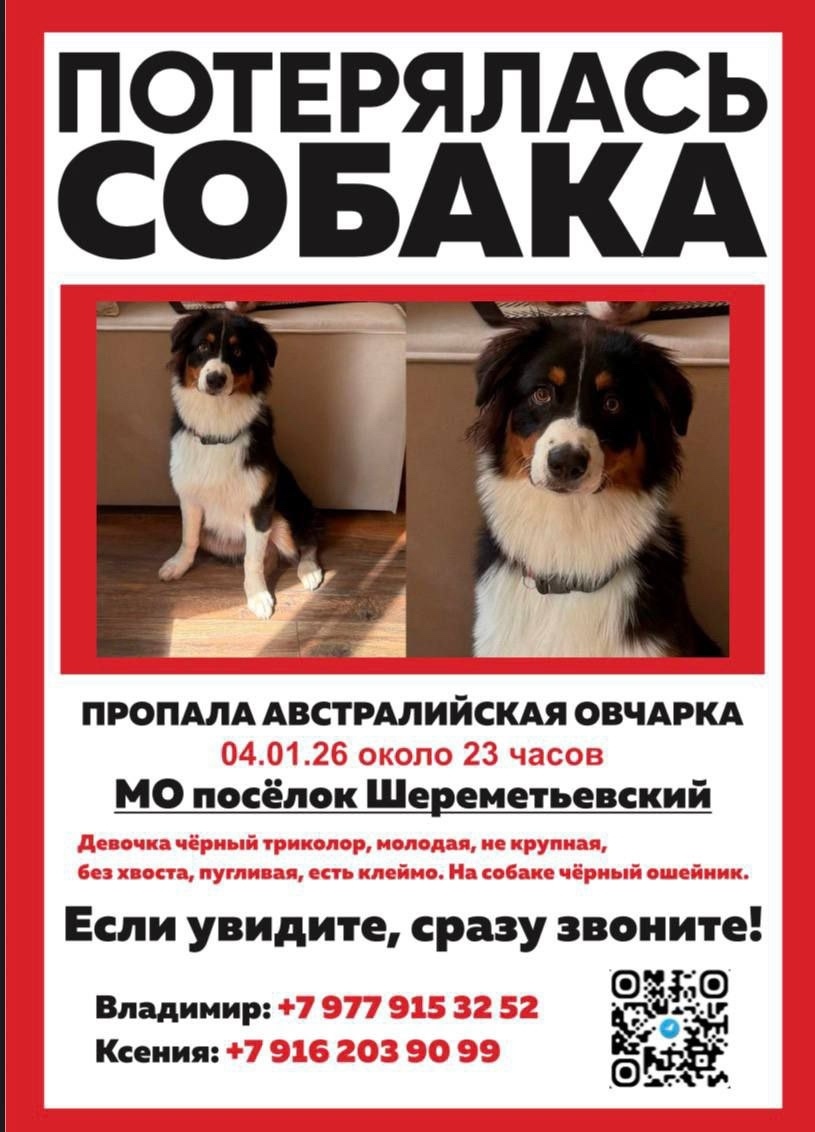 Пропала собака в Лобне — фото объявления