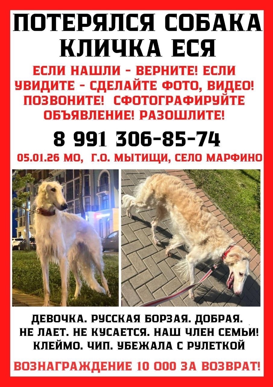 Пропала собака в Лобне — фото объявления