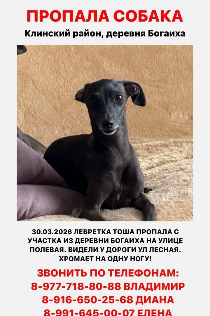 Пропала собака в Клине — фото объявления