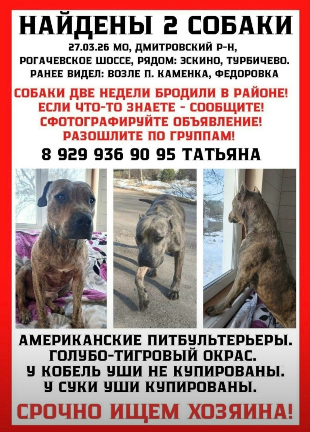 Найдена собака в Клине — фото объявления