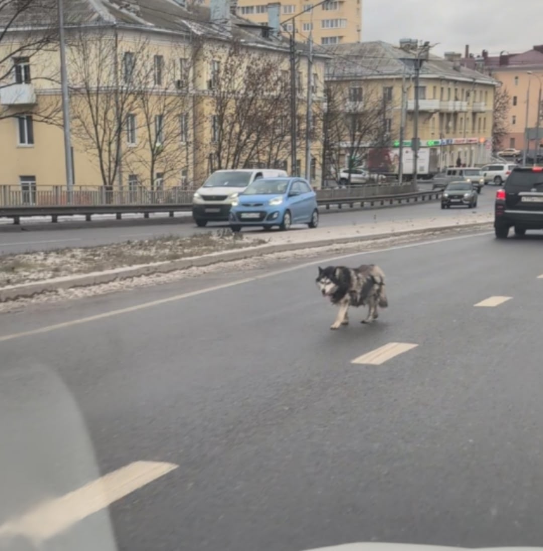 Пропала собака в Клине — фото объявления