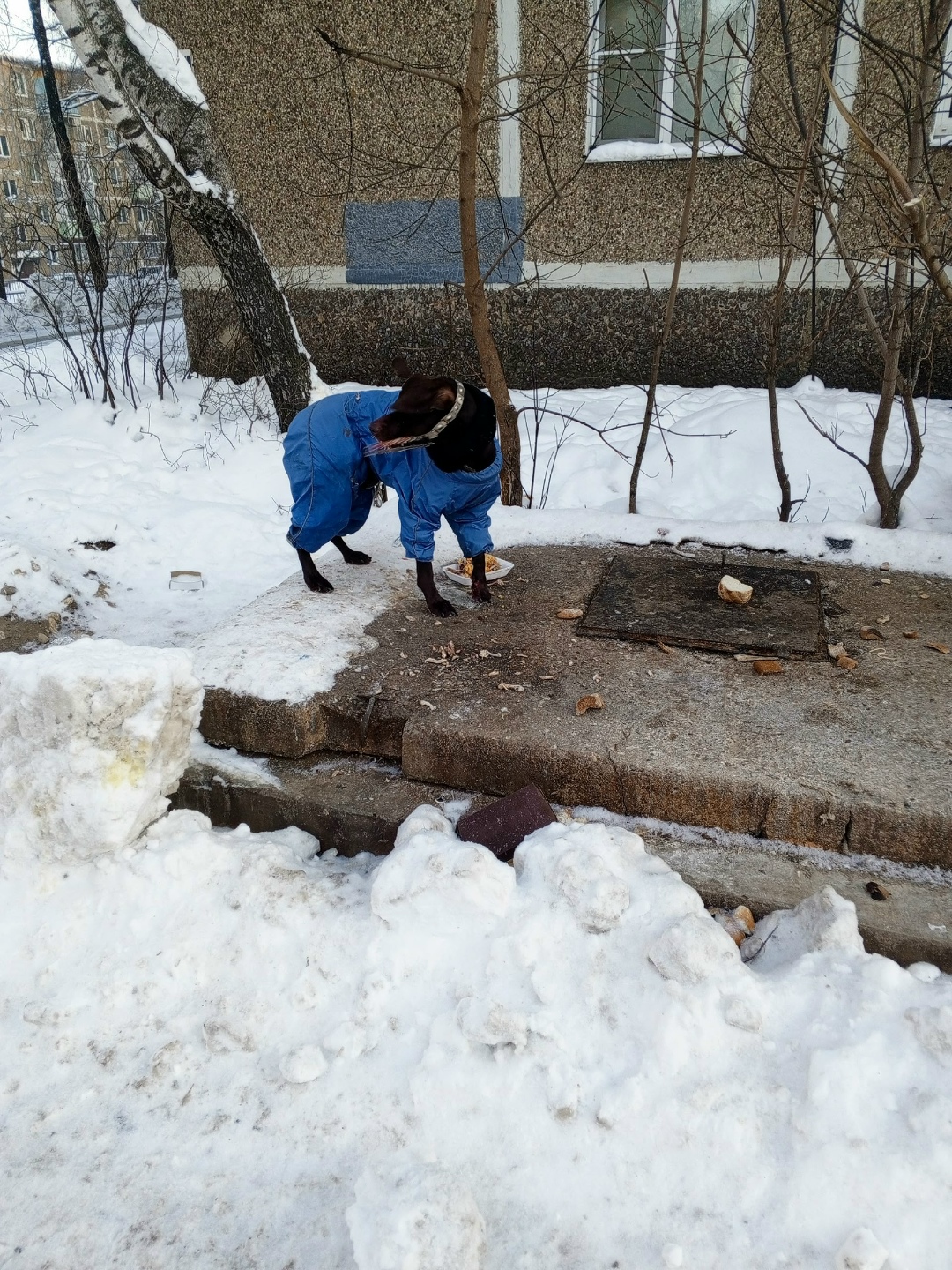 Пропала собака в Егорьевске — фото объявления