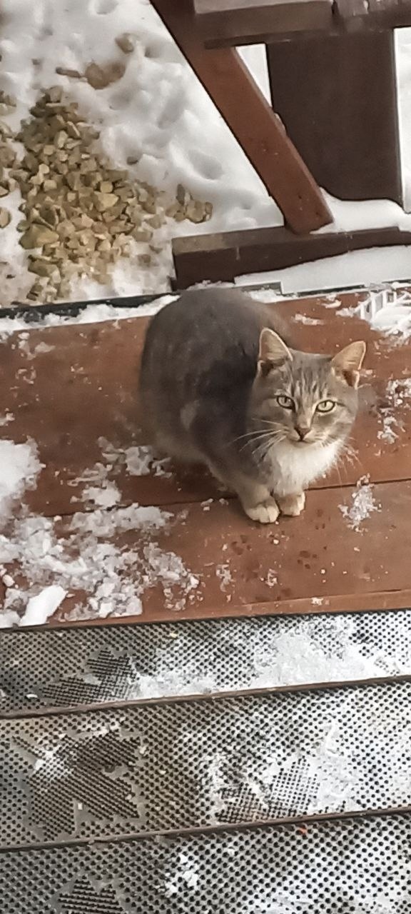 Пропала кошка в Чехове — фото объявления