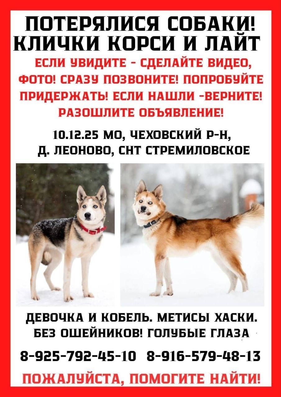 Пропала собака в Чехове — фото объявления