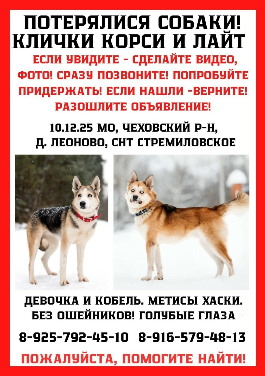 Пропала собака в Чехове — фото объявления